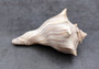 Right Handed Whelk Seashell Knobbed Dark Streaked Busycon Carica (1 shell approx. 5+ inches) Natural sea shells for display & collecting! Light tan spiral shell with smaller spikes. Copy right 2024 SeaShellSupply.com
