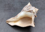 Right Handed Whelk Seashell Knobbed Dark Streaked Busycon Carica (1 shell approx. 5+ inches) Natural sea shells for display & collecting! Light tan spiral shell with smaller spikes. Copy right 2024 SeaShellSupply.com