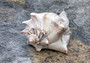 Right Handed Whelk Seashell Knobbed Dark Streaked Busycon Carica (1 shell approx. 5+ inches) Natural sea shells for display & collecting! Light tan spiral shell with smaller spikes. Copy right 2024 SeaShellSupply.com