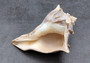 Right Handed Whelk Seashell Knobbed Dark Streaked Busycon Carica (1 shell approx. 5+ inches) Natural sea shells for display & collecting! Light tan spiral shell with smaller spikes. Copy right 2024 SeaShellSupply.com
