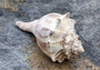 Right Handed Whelk Seashell Knobbed Dark Streaked Busycon Carica (1 shell approx. 5+ inches) Natural sea shells for display & collecting! Light tan spiral shell with smaller spikes. Copy right 2024 SeaShellSupply.com