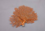 Red-Orange Sea Fan - Echinogorgia SP - (1 fan approx. 5-7 inches) on dark background. Copyright 2022 SeaShellSupply.com.\n\n
