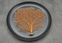 Red-Orange Sea Fan - Echinogorgia SP - (1 fan approx. 5-7 inches) on dark background. Copyright 2022 SeaShellSupply.com.