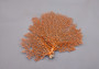 Red Orange Sea Fan Coral Echinogorgia SP (1 seafan approx. 5-6+ inches) Great for ocean décor display, art projects, crafts & collecting!