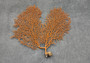Red Orange Sea Fan Coral Echinogorgia SP (1 seafan approx. 5-6+ inches) Great for ocean décor display, art projects, crafts & collecting!