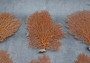 Red Orange Sea Fan Coral Echinogorgia SP (1 seafan approx. 5-6+ inches) Great for ocean décor display, art projects, crafts & collecting!