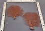 Red Orange Sea Fan Coral Echinogorgia SP (1 seafan approx. 5-6+ inches) Great for ocean décor display, art projects, crafts & collecting!