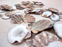 Flat Pixie Scallop Seashells - Pecten Pyxidatus - (10-20 shells). Multiple spotted fan shells in pile. Copyright 2025 SeaShellSupply.com.