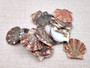 Flat Pixie Scallop Seashells - Pecten Pyxidatus - (10-20 shells). Multiple spotted fan shells in pile. Copyright 2025 SeaShellSupply.com.