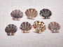 Flat Pixie Scallop Seashells - Pecten Pyxidatus - (10-20 shells). Multiple spotted fan shells in pile. Copyright 2025 SeaShellSupply.com.