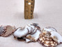 Flat Pixie Scallop Seashells - Pecten Pyxidatus - (10-20 shells). Multiple spotted fan shells in pile. Copyright 2025 SeaShellSupply.com.