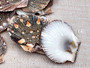 Flat Pixie Scallop Seashells - Pecten Pyxidatus - (10-20 shells). Multiple spotted fan shells in pile. Copyright 2025 SeaShellSupply.com.