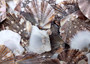 Flat Pixie Scallop Seashells - Pecten Pyxidatus - (10-20 shells). Multiple spotted fan shells in pile. Copyright 2025 SeaShellSupply.com.