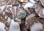 Flat Pixie Scallop Seashells - Pecten Pyxidatus - (10-20 shells). Multiple spotted fan shells in pile. Copyright 2025 SeaShellSupply.com.