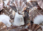 Flat Pixie Scallop Seashells Brown Black White Pecten (approx. +/-10 shells 0.5-1+ inches) Brown Scallop Shells for arts & crafts!