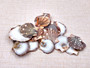 Flat Pixie Scallop Seashells Brown Black White Pecten (approx. +/-10 shells 0.5-1+ inches) Brown Scallop Shells for arts & crafts!