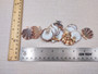 Flat Pixie Scallop Seashells Brown Black White Pecten (approx. +/-10 shells 0.5-1+ inches) Brown Scallop Shells for arts & crafts!