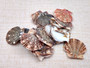 Flat Pixie Scallop Seashells Brown Black White Pecten (approx. +/-10 shells 0.5-1+ inches) Brown Scallop Shells for arts & crafts!