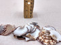 Flat Pixie Scallop Seashells Brown Black White Pecten (approx. +/-10 shells 0.5-1+ inches) Brown Scallop Shells for arts & crafts!