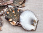 Flat Pixie Scallop Seashells Brown Black White Pecten (approx. +/-10 shells 0.5-1+ inches) Brown Scallop Shells for arts & crafts!