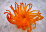 Condylactis Yellow FAUX Anemone - Condylactis Gigantea - (1 FAUX Anemone approx. 5x2.75x5 inches). Orange and yellow fake anemone with purple tipped tentacles. Copyright 2024 SeaShellSupply.com.
