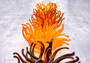 Condylactis Yellow FAUX Anemone - Condylactis Gigantea - (1 FAUX Anemone approx. 5x2.75x5 inches). Orange and yellow fake anemone with purple tipped tentacles. Copyright 2024 SeaShellSupply.com.