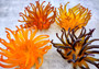 Condylactis Yellow FAUX Anemone - Condylactis Gigantea - (1 FAUX Anemone approx. 5x2.75x5 inches). Orange and yellow fake anemone with purple tipped tentacles. Copyright 2024 SeaShellSupply.com.