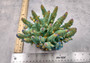 Aqua Blue FAUX Finger Staghorn Coral - Acropora Humilis - (1 FAUX Coral approx. 6Wx5Tx5D inches) on light tan background. Copyright 2024 SeaShellSupply.com.