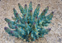 Aqua Blue FAUX Finger Staghorn Coral - Acropora Humilis - (1 FAUX Coral approx. 6Wx5Tx5D inches) on light tan background. Copyright 2022 SeaShellSupply.com.