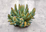 Green Blue FAUX Finger Staghorn Coral Acropora Humilis (1 FAKE Coral approx. 6Wx5Tx5D inches) Artificial Finger Coral for fish aquariums!