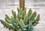 Green Blue FAUX Finger Staghorn Coral Acropora Humilis (1 FAKE Coral approx. 6Wx5Tx5D inches) Artificial Finger Coral for fish aquariums!