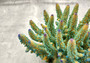 Green Blue FAUX Finger Staghorn Coral Acropora Humilis (1 FAKE Coral approx. 6Wx5Tx5D inches) Artificial Finger Coral for fish aquariums!