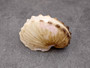 Brown Paper Nautilus Seashell Rare Argohauta Hians (1 shell approx. 1+ inches) Perfect shells for coastal crafting decor & collections! Light tan arched shell with smaller spikes. Copy right 2024 SeaShellSupply.com