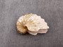 Brown Paper Nautilus Seashell Rare Argohauta Hians (1 shell approx. 1+ inches) Perfect shells for coastal crafting decor & collections! Light tan arched shell with smaller spikes. Copy right 2024 SeaShellSupply.com