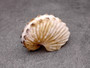 Brown Paper Nautilus Seashell Rare Argohauta Hians (1 shell approx. 1+ inches) Perfect shells for coastal crafting decor & collections! Light tan arched shell with smaller spikes. Copy right 2024 SeaShellSupply.com