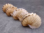 Brown Paper Nautilus Seashell Rare Argohauta Hians (1 shell approx. 1+ inches) Perfect shells for coastal crafting decor & collections! Light tan arched shell with smaller spikes. Copy right 2024 SeaShellSupply.com