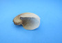 Brown Paper Nautilus - Argohauta Hians - (1 shell approx. 1-2 inches)