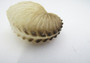 Brown Paper Nautilus - Argohauta Hians - (1 shell approx. 1-2 inches)