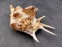 Spider Conch Seashell Lambis Lambis (1 shell approx. 5+ inches) Conch shell great for coastal crafting displays and collections! Spiked brown and white glazed shell. Copyright 2024 SeaShellSupply.com