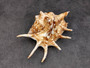 Spider Conch Seashell Lambis Lambis (1 shell approx. 5+ inches) Conch shell great for coastal crafting displays and collections! Spiked brown and white glazed shell. Copyright 2024 SeaShellSupply.com
