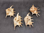 Spider Conch Seashell Lambis Lambis (1 shell approx. 5+ inches) Conch shell great for coastal crafting displays and collections! Spiked brown and white glazed shell. Copyright 2024 SeaShellSupply.com