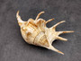 Spider Conch Seashell Lambis Lambis (1 shell approx. 5+ inches) Conch shell great for coastal crafting displays and collections! Spiked brown and white glazed shell. Copyright 2024 SeaShellSupply.com