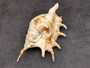 Spider Conch Seashell Lambis Lambis (1 shell approx. 5+ inches) Conch shell great for coastal crafting displays and collections! Spiked brown and white glazed shell. Copyright 2024 SeaShellSupply.com