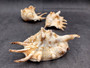 Spider Conch Seashell Lambis Lambis (1 shell approx. 5+ inches) Conch shell great for coastal crafting displays and collections! Spiked brown and white glazed shell. Copyright 2024 SeaShellSupply.com