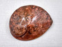 Polished Copper Midas Abalone Midae Abalone (1 shell approx. 5+ inches) Polished fun copper shells great for crafting! Brown striped glazed wide spiral shell. Copyright 2024 SeaShellSupply.com