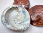 Polished Copper Midas Abalone Midae Abalone (1 shell approx. 5+ inches) Polished fun copper shells great for crafting! Brown striped glazed wide spiral shell. Copyright 2024 SeaShellSupply.com