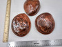 Polished Copper Midas Abalone Midae Abalone (1 shell approx. 5+ inches) Polished fun copper shells great for crafting! Brown striped glazed wide spiral shell. Copyright 2024 SeaShellSupply.com