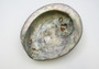 Polished Copper Midas Abalone - Midae Abalone - (1 shell approx. 5-6 inches)