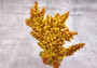 Yellow/Tan FAUX Branch Coral - Acropora Florida - (1 Fake Coral approx. 7.5Tx7Wx2D inches) on light background. Copyright 2024 SeaShellSupply.com