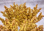 Yellow/Tan FAUX Branch Coral - Acropora Florida - (1 Fake Coral approx. 7.5Tx7Wx2D inches) on light background. Copyright 2024 SeaShellSupply.com